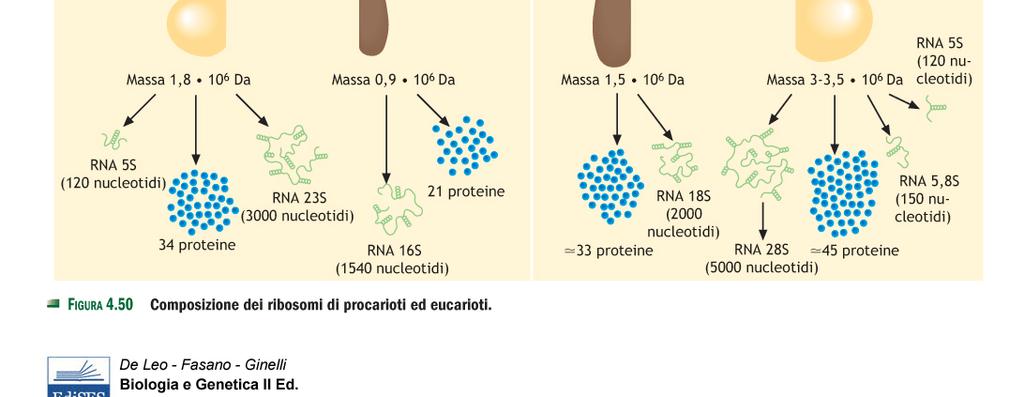 EUCARIOTI SUBUNITA MAGGIORE = 60S (rrna 28S, 5.