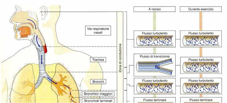 Condizioni di Flusso: Laminare: bronchioli