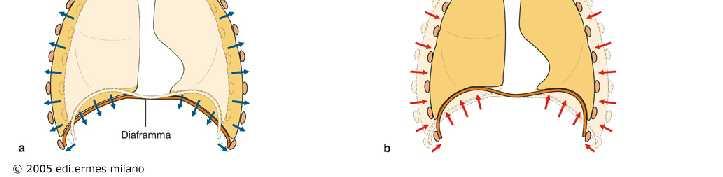 Sternocleidomastoidei A-P + T Scaleni C-C Ms.