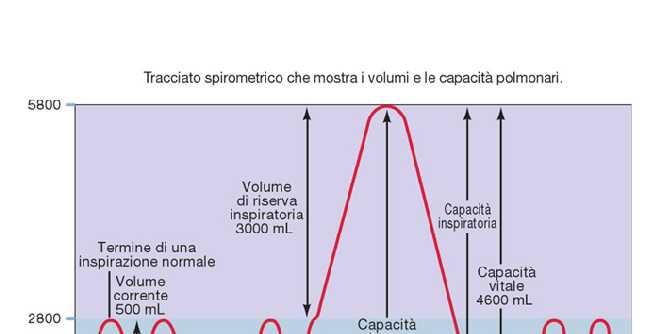 Volumi polmonari Volume corrente (500 ml) volume inspirato ed espirato in un atto respiratorio normale Volume di riserva inspiratoria (3000 ml) massimo volume inspirabile oltre il volume