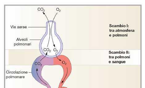 EVENTI COINVOLTI NEL PROCESSO DI SCAMBIO GASSOSO Ventilazione polmonare movimento di aria dall'esterno