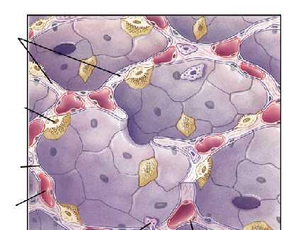 scambio di O 2 e CO 2 avviene a livello dell unità alveolocapillare. Gli alveoli (~ 300.