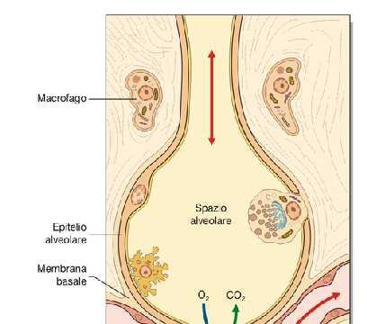 Il passaggio di O 2 dall alveolo al sangue e di CO 2 dal sangue all