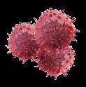 Secrezione di fattori ad azione immunosoppressiva (eg, TGF-B) Inibizione di cellule T precedentemente attivate (eg,