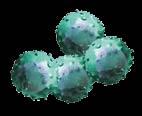 death-ligand-1 (PD-L1) - in grado di inibire l attivazione e l azione di controllo dei linfociti T contro il tumore.