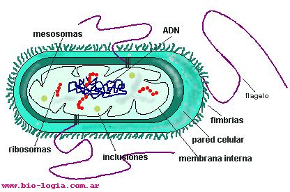 ribosomi mesosomi CELLULA PROCARIOTE inclusioni DNA flagello fimbrie parete cellulare membrana