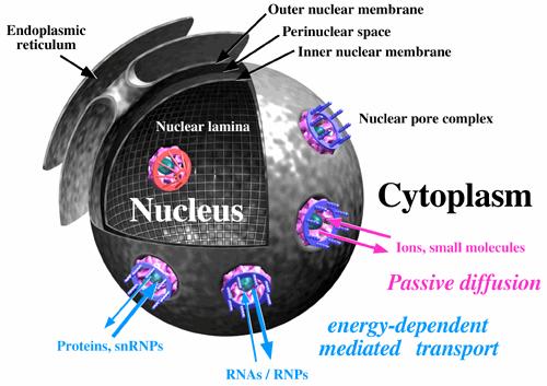 Reticolo endoplasmatico Lamina nucleare NUCLEO Complesso del poro Diffusione passiva