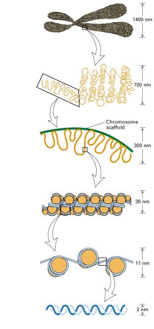 Eterocromatina = ( cromatina diversa ) colorata marcatamente, molto compattata ed inattiva cioè non trascrivibile.