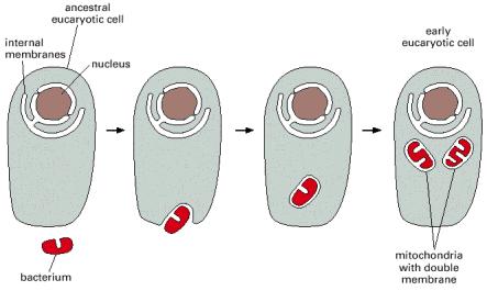 Struttura: Doppia membrana, l interna sollevata in creste Funzione: Produce Energia (ATP)!