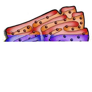 FUNZIONE Sistema delle membrane interne complesso sistema endo-cell siti della RESPIRAZIONE CELLULARE complesso di reazioni chimiche che