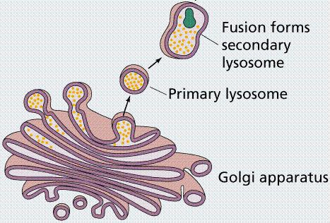 vescicole contenenti enzimi idrolitici, sistema digestivo della cellula che elimina: 1) materiale assunto dall esterno 2) componenti cellulari obsoleti