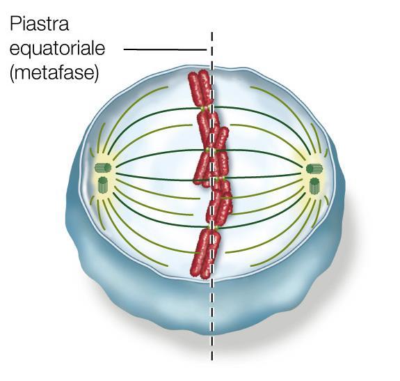 La terza tappa della mitosi: metafase I centromeri dei cromosomi sono allineati al centro della cellula, lungo la