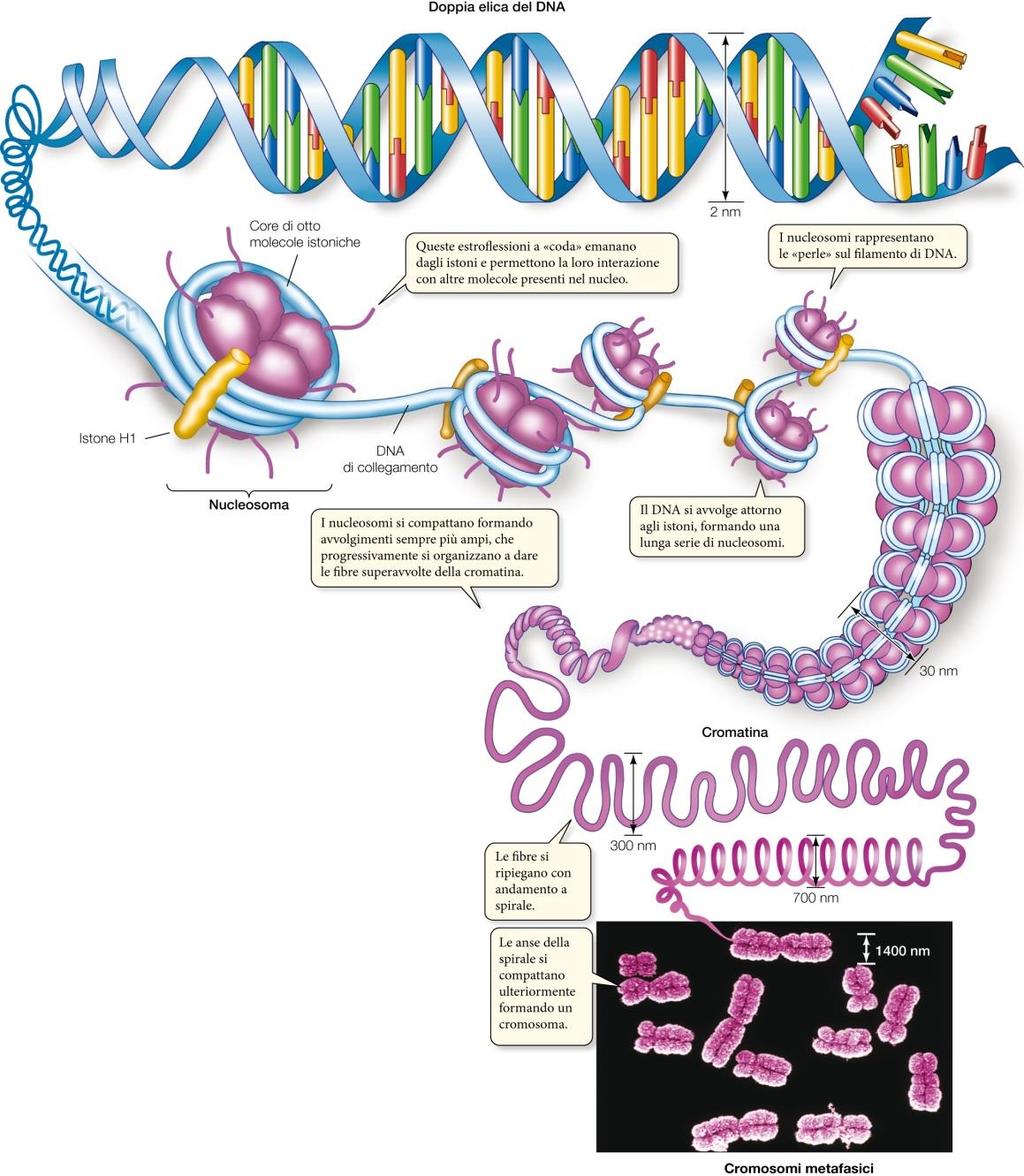 La spiralizzazione del DNA Il processo di avvolgimento del DNA viene