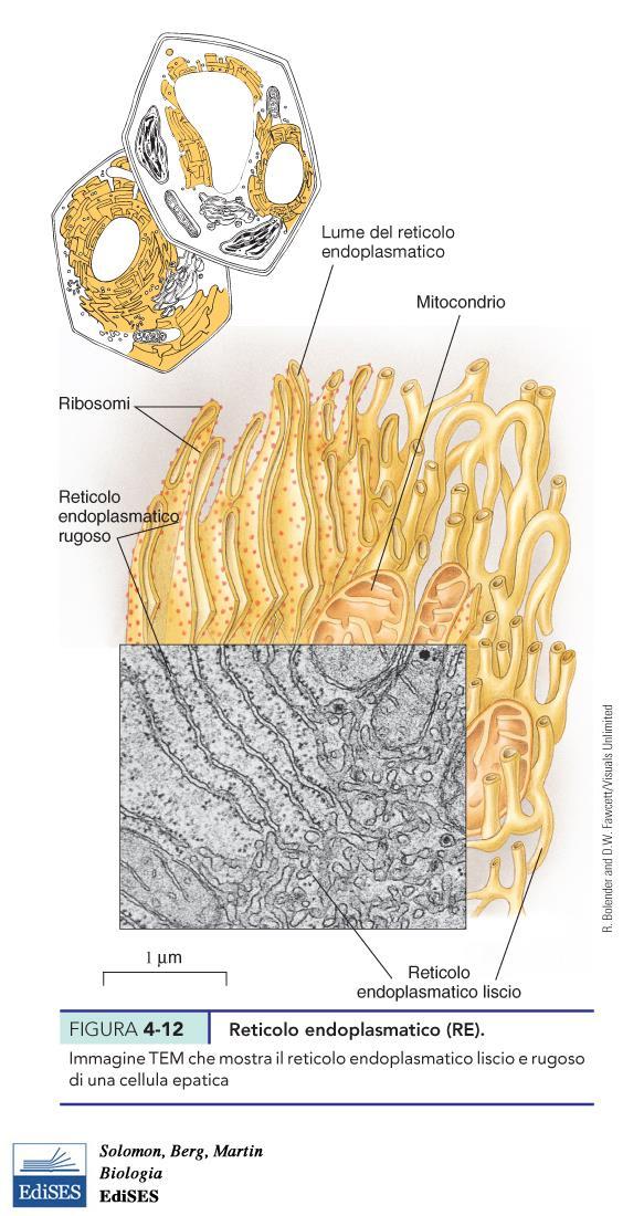 Il reticolo Endoplasmatico (RE) Sintesi ed assemblaggio delle proteine.