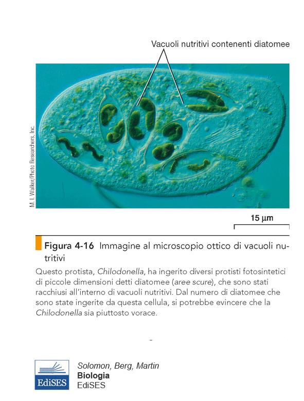 I vacuoli Protozoo Presenti prevalentemente nelle cellule vegetali (dove sono probabilmente assenti i lisosomi).