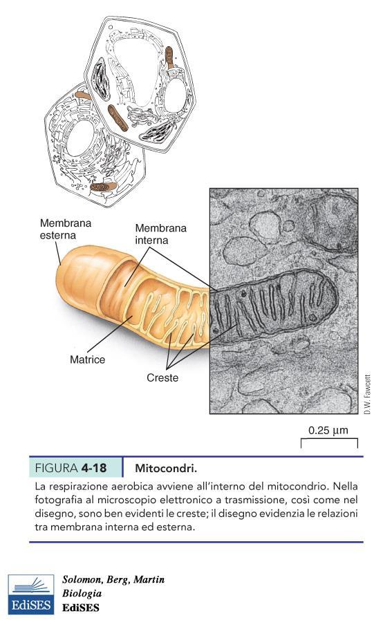 Mitocondri e loro funzione 2-8 micron di lunghezza Cambiano forma rapidamente Si