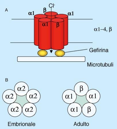 Il recettore per la glicina è un pentamero formato da subunità α (se ne conoscono 4 tipi) e subunità β.