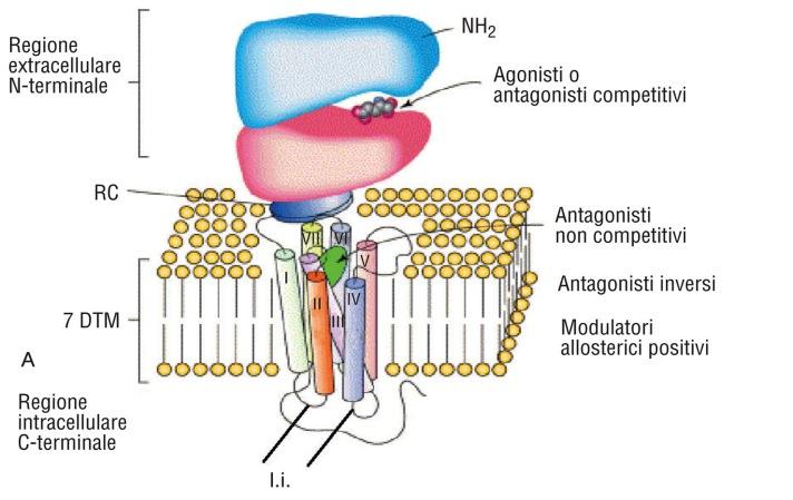 Tutti i sottotipi recettoriali formano un dimero al momento della attivazione recettoriale. 2 FARMACOLOGIA CELLULARE E MOLECOLARE Fig. 2.37.