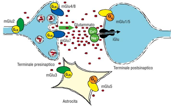 Sono accoppiati a proteine Gi o Go che inibiscono l adenilatociclasi, inibiscono i canali per il Ca++ e stimolano i canali per il K+ Al III gruppo appartengono i mglu4/6/7/8 Sono localizzati a