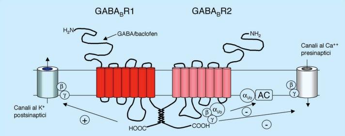 2 FARMACOLOGIA CELLULARE E MOLECOLARE Fig. 2.32. Rappresentazione schematica del recettore GABA B. F. ROSSI V. CUOMO C.
