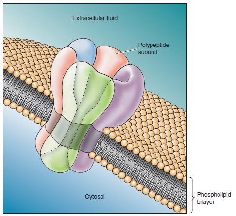 I CANALI IONICI I canali ionici sono sistemi proteici che attraversano l intero spessore della membrana plasmatica e mediano il trasporto PASSIVO di ioni liberi mediante diffusione facilitata.