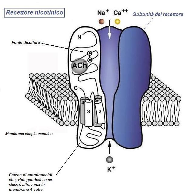 Recettore nicotinico dell Acetilcolina I recettori nicotinici dell Acetilcolina (ACh), prendono il loro nome per via del loro potente agonista nicotina.