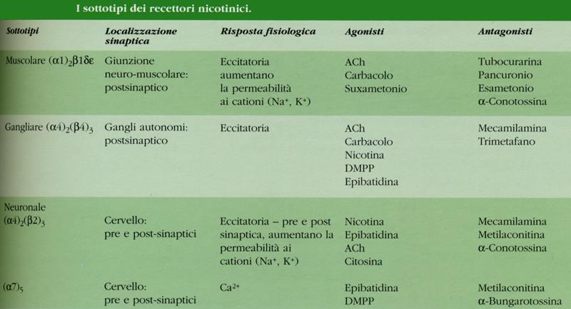 Recettore nicotinico dell Acetilcolina La struttura e la funzionalità dei