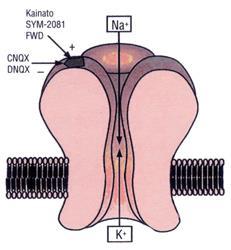 Kainato Meno abbondanti dei recettori AMPA nel SNC, questi recettori sono prevalentemente espressi nello striato, nei nuclei reticolari del talamo, nell ipotalamo, negli strati profondi