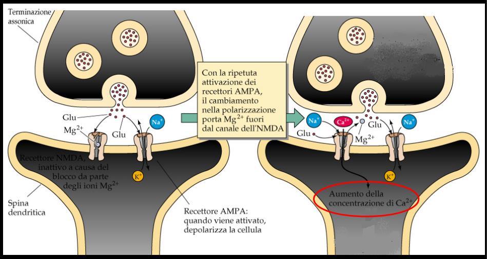 Potenziamento a lungo termine Il LTP avviene in due fasi: 1) la normale trasmissione sinaptica attiva i recettori metabotropici del glutamato (mglur) e i recettori AMPA (AMPAR); 2) scariche ad alta