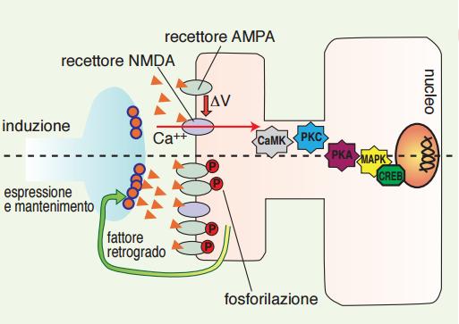 Potenziamento a lungo termine Un altro effetto degli ioni calcio è l induzione della sintesi di un segnale ad azione retrograda, quale l ossido