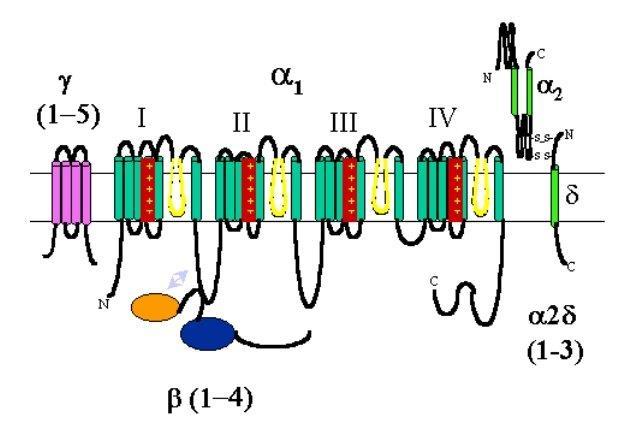 Recettori ionotropi regolati dal Ca2+ Si tratta di un gruppo eterogeneo di recettori ionotropi il cui poro acquoso è selettivo per il K+ e si apre quando il sito di legame intracellulare, lega una