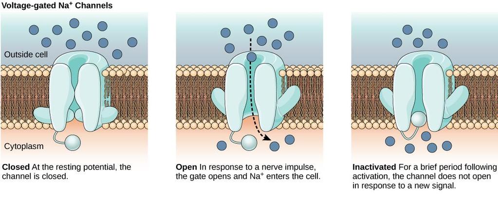 I CANALI IONICI Un altra caratteristica molto importante dei canali ionici riguarda la regolazione della loro apertura.
