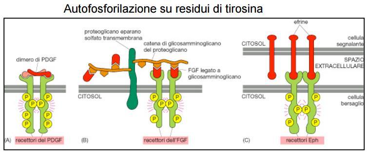 Recettori legati ad attività enzimatica A seconda dell amminoacido che viene fosforilato cambia la