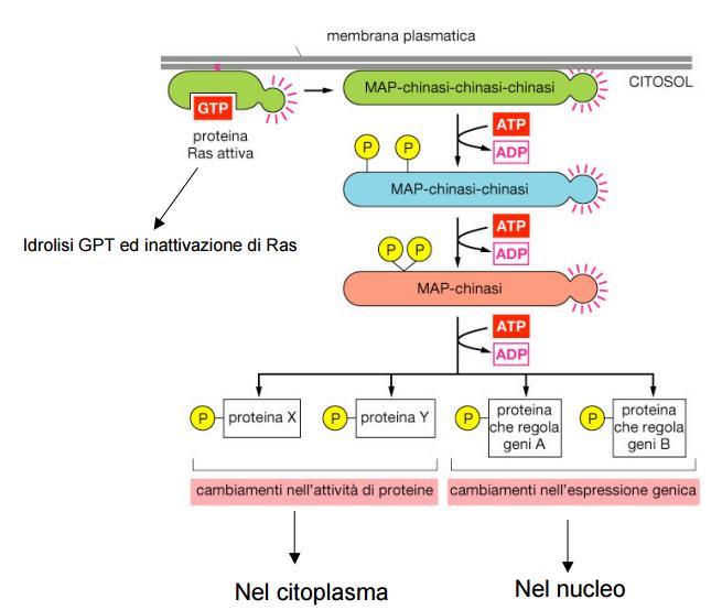 Recettori legati ad attività enzimatica La via Ras/Raf media l'effetto di molti fattori di crescita e di fattori mitogeni.