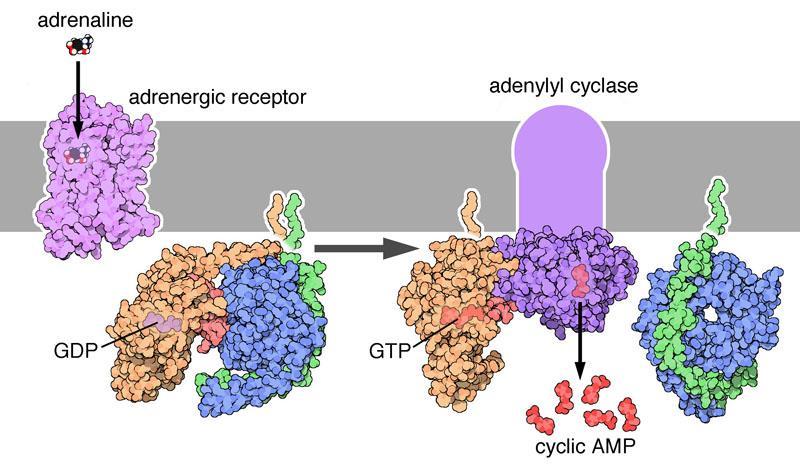 Recettori legati alla proteina G I recettori metabotropici sono proteine di membrana legate sul versante