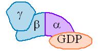 Quando attivata dall interazione con il recettore, la subunità α subisce un cambiamento conformazionale che ne provoca il distacco dal complesso βγ e lo scambio del GDP, ad esso già legato, con una