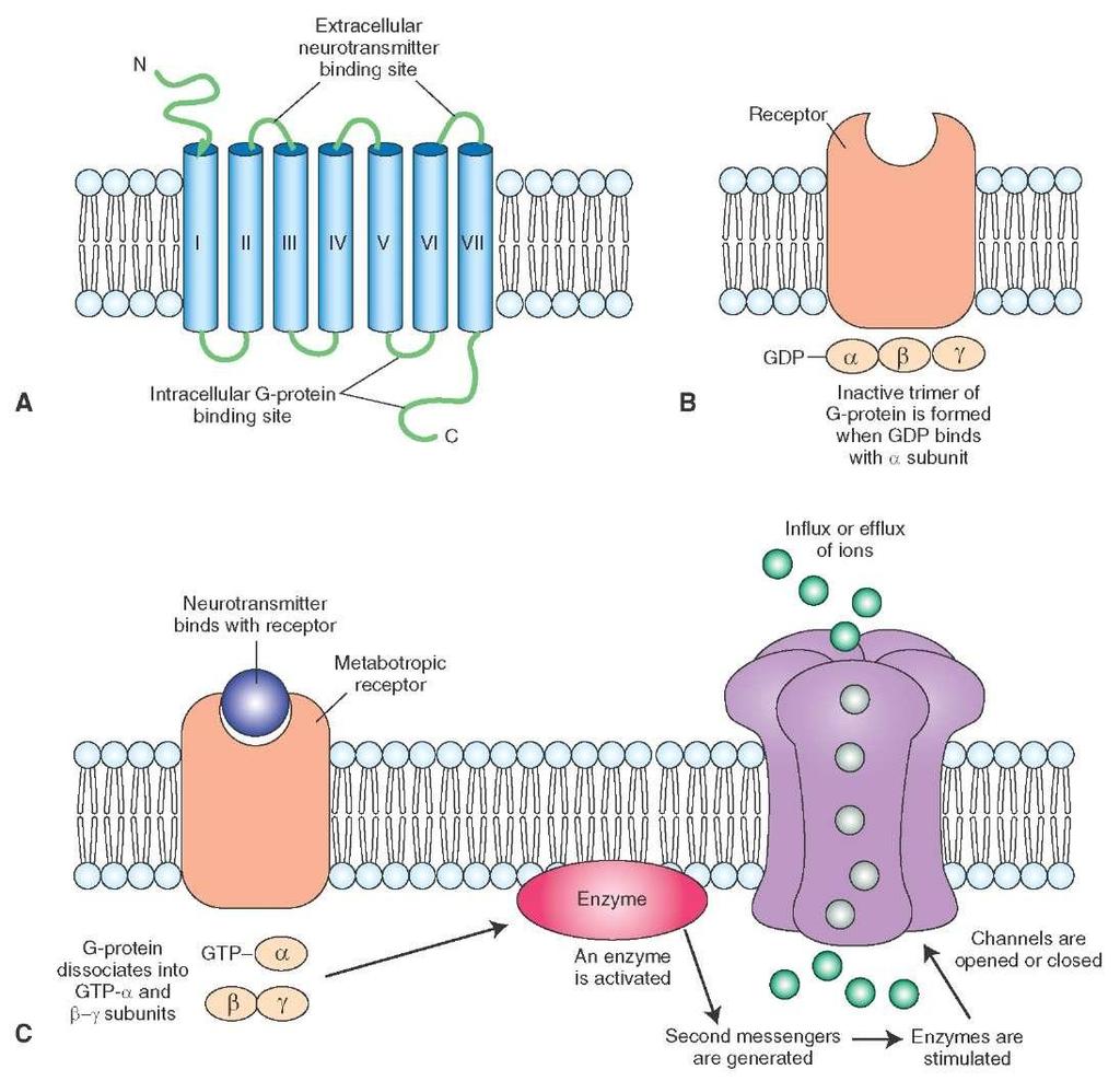 I recettori In generale, i GPCR possono essere raggruppati in 3 famiglie: La famiglia A, è di gran lunga la più numerosa e comprende la maggior parte dei recettori per le monoamine e i neuropeptidi.