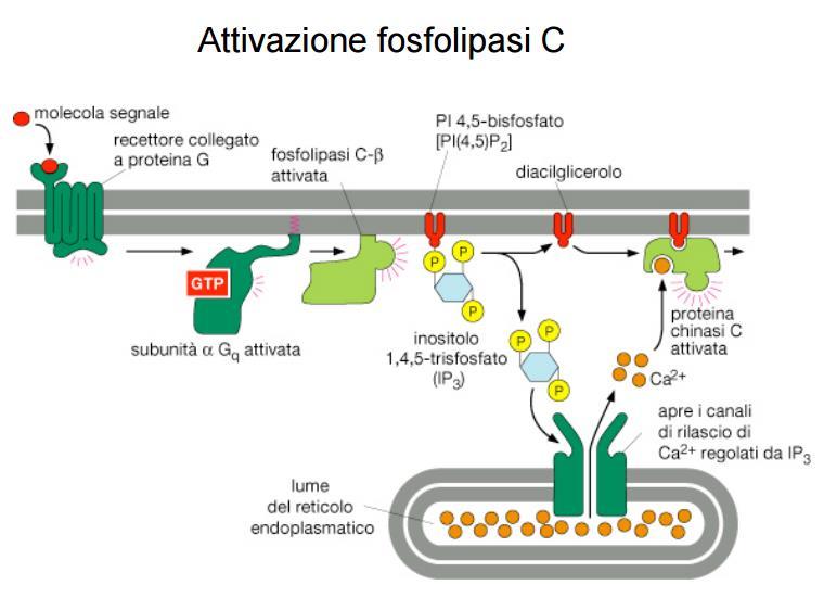 L effettore primario L'attivazione delle PLC è uno dei primi eventi della risposta cellulare alla stimolazione da parte di un gran numero di segnali extracellulari.