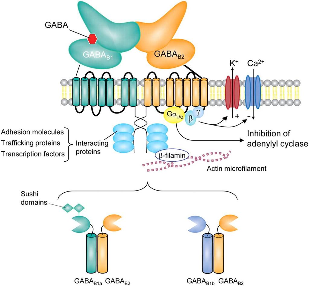 recettore GABA B Il recettore GABA B è uno dei due recettori per il GABA (acido γ- amminobutirrico) che sono presenti a livello del sistema nervoso, assieme al recettore GABA-A (recettore ionotropo).