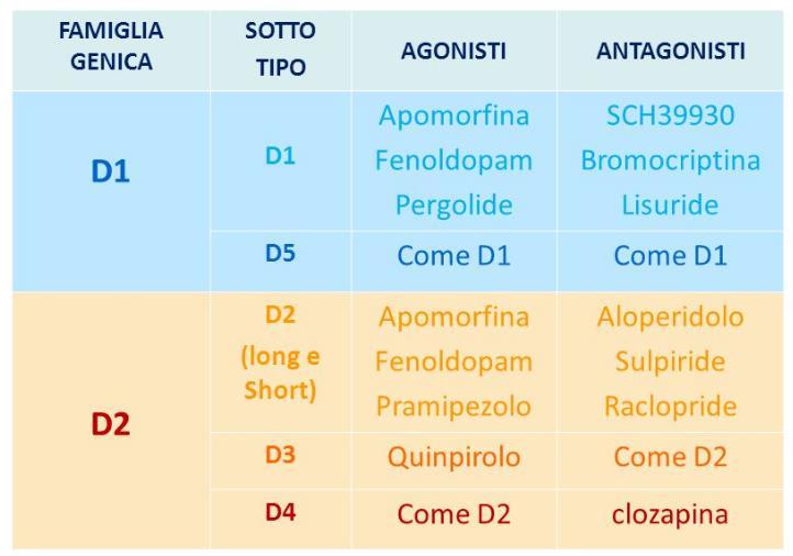 recettore della dopamina Nella classe dei recettori dopaminergici esistono cinque sottotipi recettoriali, codificati da geni diversi.