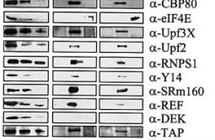 Il complesso di giunzione esonica si localizza sui mrna citoplasmatici legati a CBP80 (Cap-Binding Protein 80) ma NON sui mrna