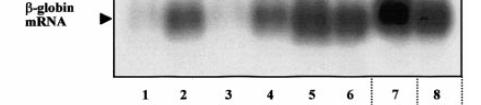 β-globin-specific