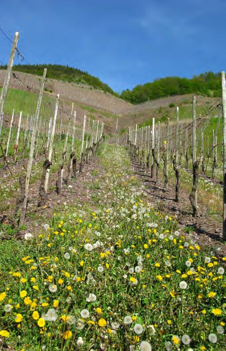 Vino biologico tra realtà di cantina ed