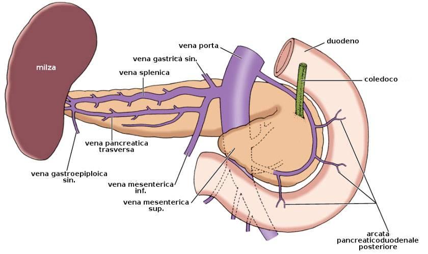 immagazzinata la bile Pancreas: produce il succo pancreatico che
