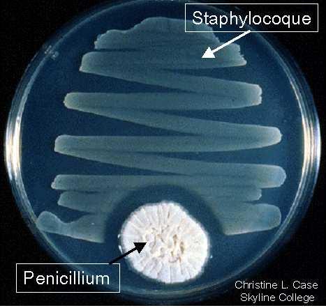 Dieci anni dopo la Penicillina fu prodotta come farmaco somministrabile per via sistemica mostrando effetti terapeutici molto significativi quando somministrato per via parenterale in topi in cui era