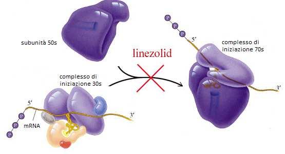 Lincosamidi I lincosamidi sono una classe di antibiotici di cui fanno parte la lincomicina e clindamicina, attiva sia su batteri aerobi che anaerobi Gram positivi, ma anche specie Gram-negative (B.