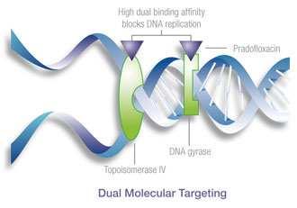 I chinoloni e la novobiocina I chinoloni hanno un nucleo di due anelli a sei membri fusi e quando avviene la sostituzione con un atomo di fluoro diventano fluorochinoloni, che sono attualmente i