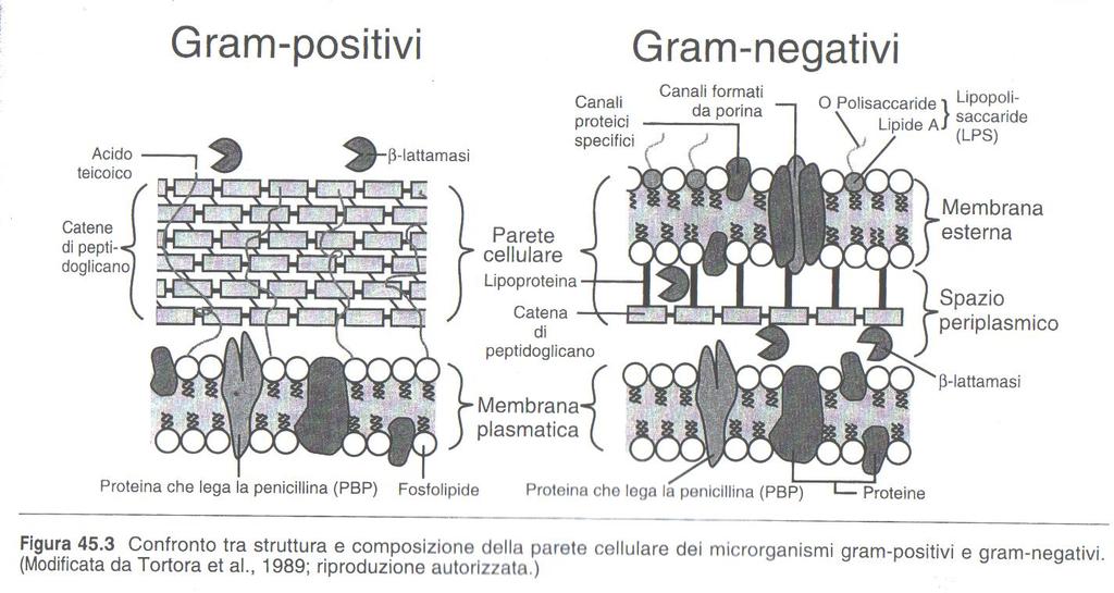 batteri GRAM- hanno pareti più complesse, contenenti peptidoglicano