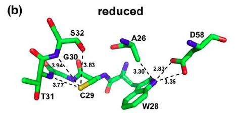 La Cys29 ha pk a 7 e agisce da nucleofilo Motivo
