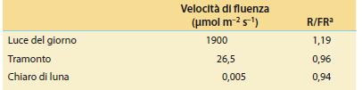 Poiché la luce solare contiene sia il rosso vicino che il rosso lontano, il fitocromo di giorno è convertito continuamente da una forma all altra il rapporto R/FR (rapporto di flusso fotonico) cambia